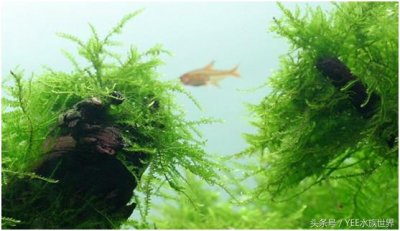 ​水族箱造景不可错过的爪哇莫丝