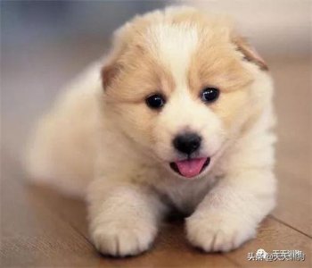 ​狗狗拉稀但精神很好
