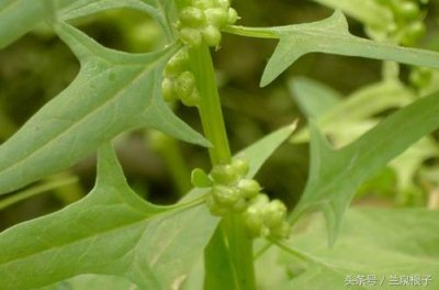 ​正宗的兰州牛肉面里有种原料叫蓬灰