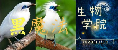 ​白羽毛黑尾巴蓝眼睛，巴厘岛特有鸟类长冠八哥唱起《你是我的眼》