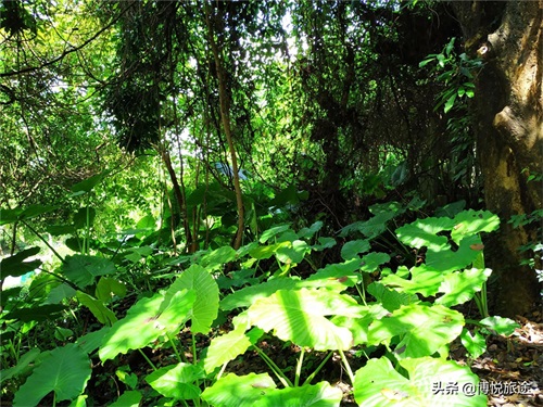 探访：东莞清溪大王山，探幽寻古的好地方