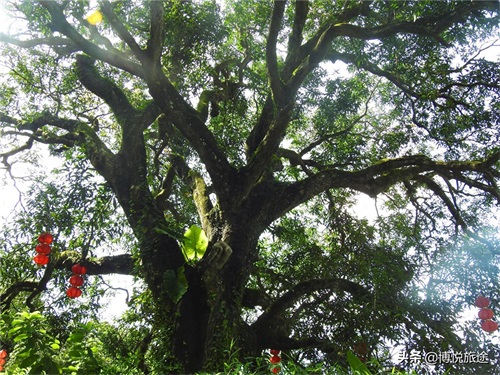 探访：东莞清溪大王山，探幽寻古的好地方