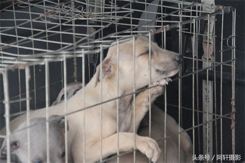 农村狗市上金毛与泰迪的混血犬只卖10元，众人听大姐说完扭头就走