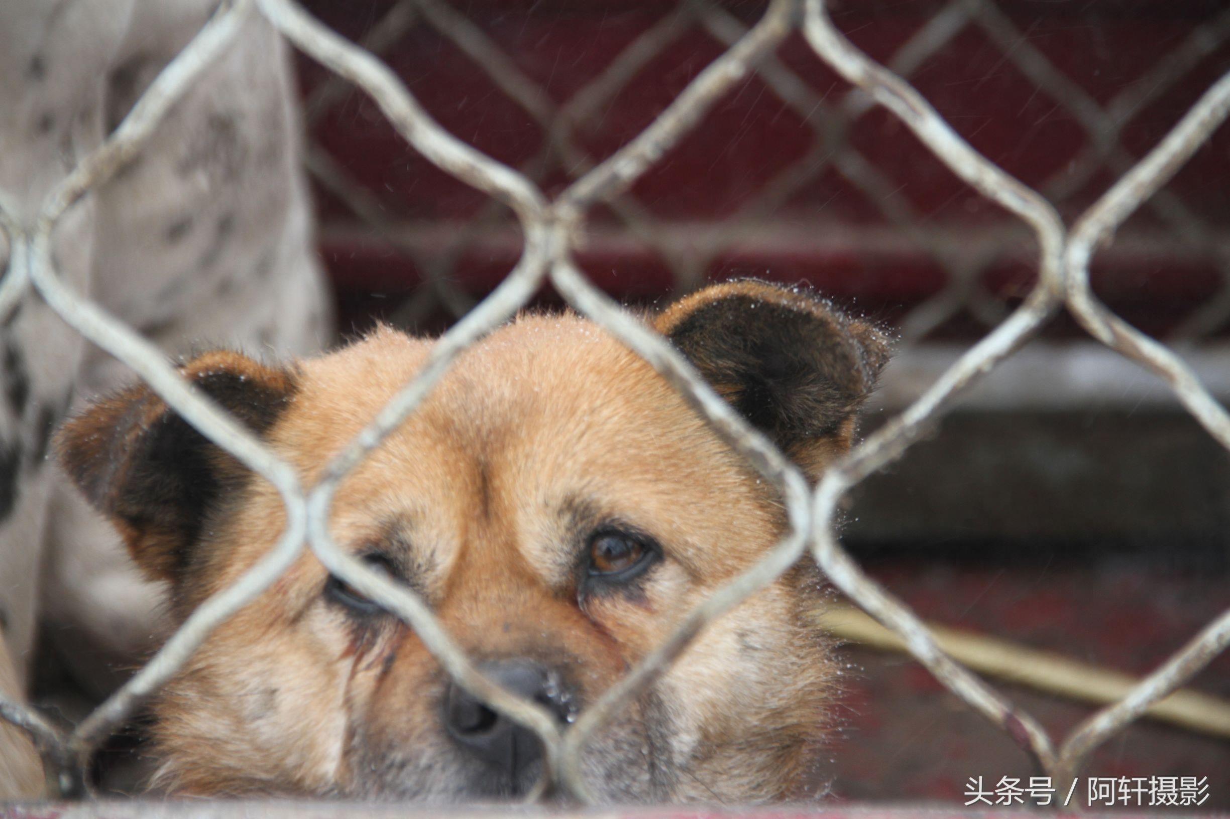 农村狗市上金毛与泰迪的混血犬只卖10元，众人听大姐说完扭头就走