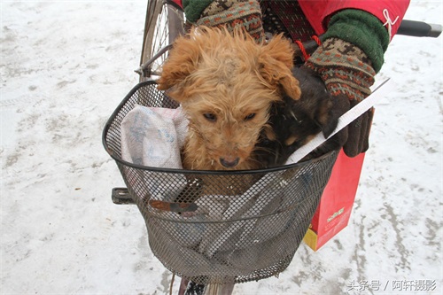 农村狗市上金毛与泰迪的混血犬只卖10元，众人听大姐说完扭头就走