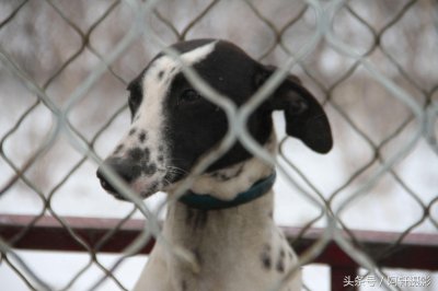 ​农村狗市上金毛与泰迪的混血犬只卖10元，众人听大姐说完扭头就走