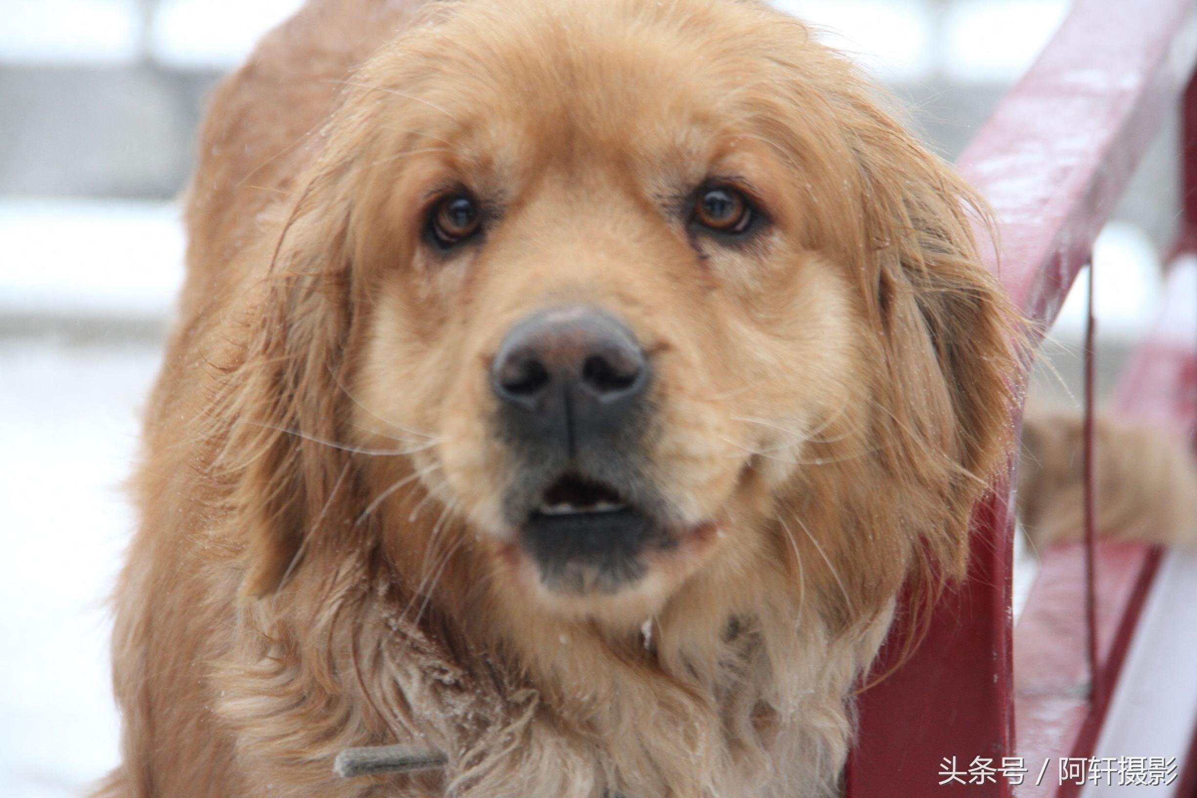 农村狗市上金毛与泰迪的混血犬只卖10元，众人听大姐说完扭头就走