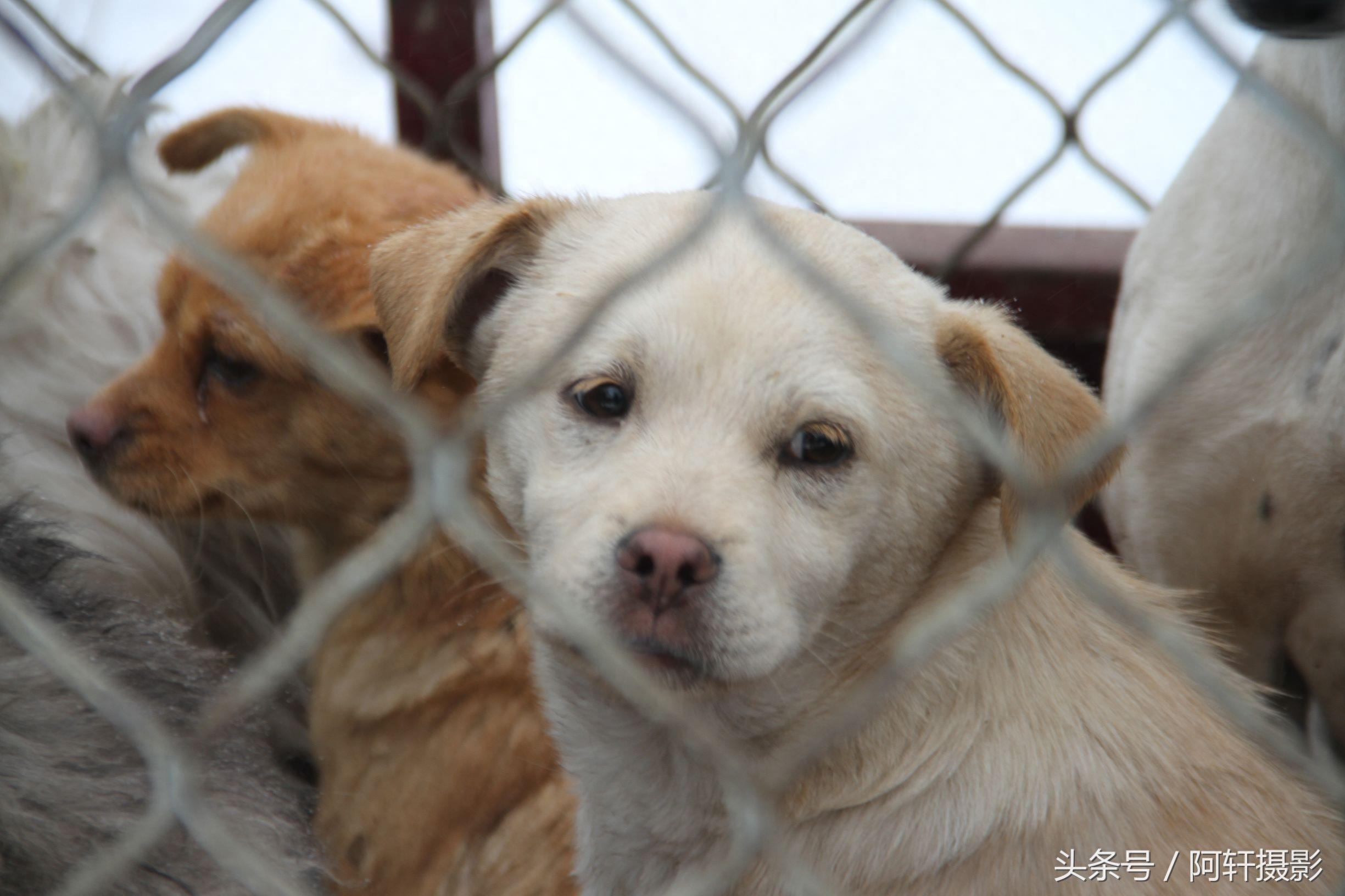 农村狗市上金毛与泰迪的混血犬只卖10元，众人听大姐说完扭头就走