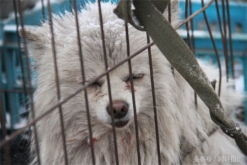 农村狗市上金毛与泰迪的混血犬只卖10元，众人听大姐说完扭头就走