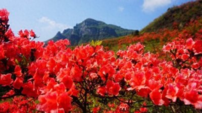 ​湖北麻城杜鹃花盛开，旅游攻略大揭秘！