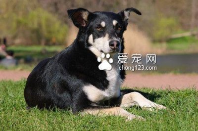 ​狗吃什么会死 狗狗不能吃的12类食物