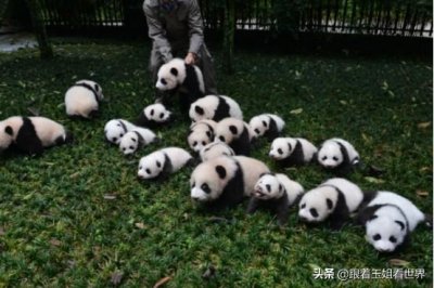 ​我国国鸟是什么？每一种都堪比大熊猫，为何不被网友认可？