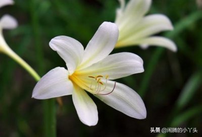 ​小苍兰开纯洁清香，浓情幸福清新舒畅