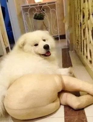 你见过狗狗穿丝袜吗，萨摩耶很合适也很享受