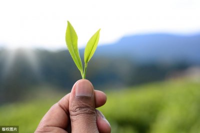 ​舒城小兰花：大别山中的一朵奇葩，安徽传统的兰花茶，你喝过吗？