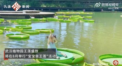 ​武汉植物园王莲盛开：宝宝们可体验“水上漂”，长势良好的王莲可以承重六七十