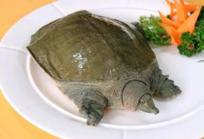 ​甲鱼的灵性有多强(甲鱼的智商相当于几岁)