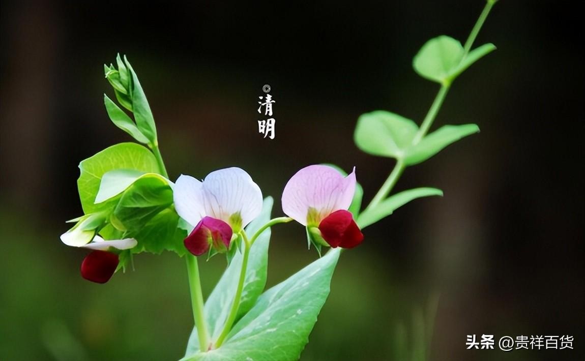 清明节后烧纸行不行(清明节后烧纸时间上有什么讲究)
