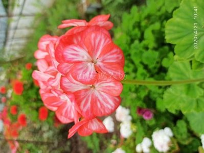 ​冬天种什么花好室外