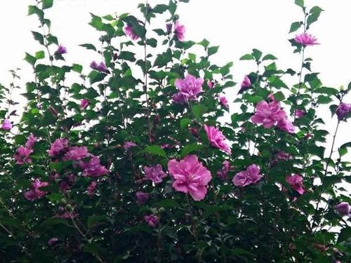 四、木槿花