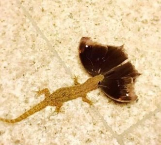 ​壁虎吃蟑螂吗?，壁虎能消灭蟑螂吗？