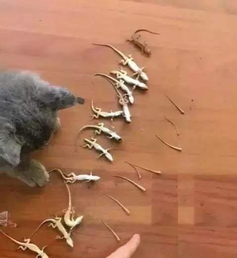 壁虎吃蟑螂吗?，壁虎能消灭蟑螂吗？图8