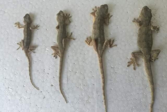 壁虎吃蟑螂吗?，壁虎能消灭蟑螂吗？图4