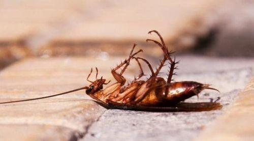蟑螂掉进水里会淹死吗