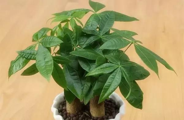 家里养什么植物风水最旺（这八种植物养在家里）(4)