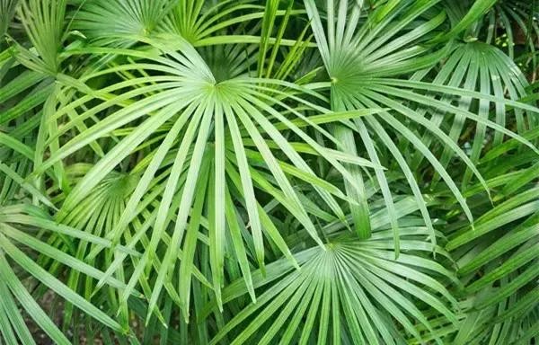 家里养什么植物风水最旺（这八种植物养在家里）(9)