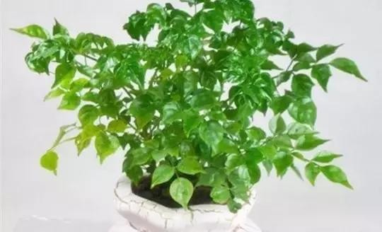 家里养什么植物风水最旺（这八种植物养在家里）(8)
