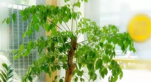 家里养什么植物风水最旺（这八种植物养在家里）(7)
