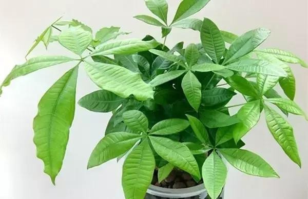 家里养什么植物风水最旺（这八种植物养在家里）(3)