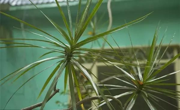 家里养什么植物风水最旺（这八种植物养在家里）(2)