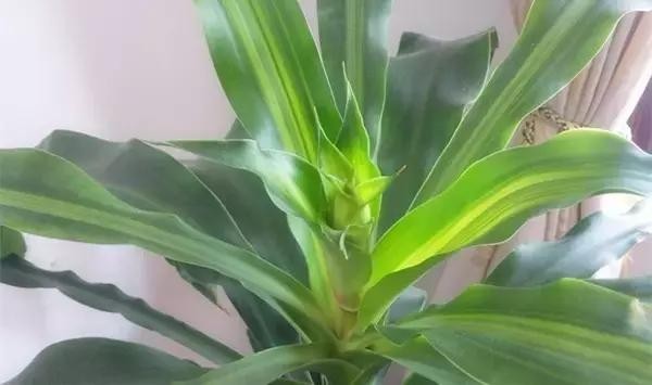 家里养什么植物风水最旺（这八种植物养在家里）(1)