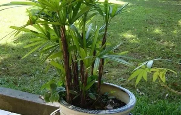 家里养什么植物风水最旺（这八种植物养在家里）(10)
