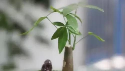 家里养什么植物风水最旺（这八种植物养在家里）(5)