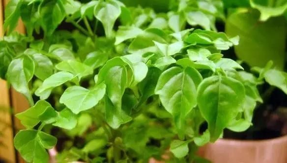 家里养什么植物风水最旺（这八种植物养在家里）(6)