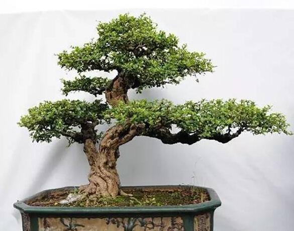福建茶也能做盆景，观赏性极强，层次分明，一起来看看吧