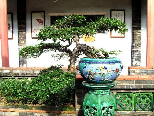 福建茶也能做盆景，观赏性极强，层次分明，一起来看看吧