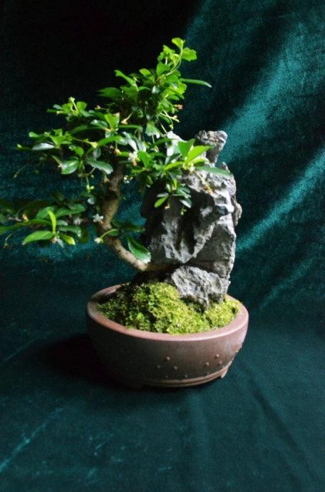 福建茶也能做盆景，观赏性极强，层次分明，一起来看看吧