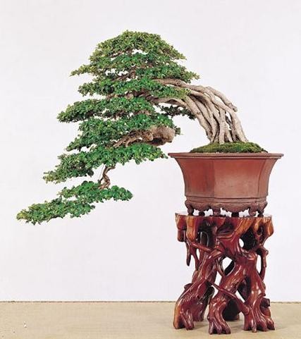 福建茶也能做盆景，观赏性极强，层次分明，一起来看看吧