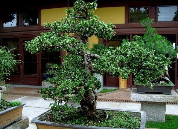 福建茶也能做盆景，观赏性极强，层次分明，一起来看看吧