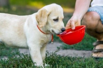 ​家养的中型犬什么品种好，家养中型犬的品种有哪些