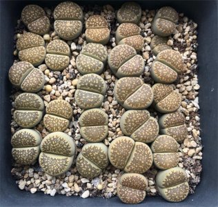 ​新手怎么养生石花？用全颗粒栽种，降低化水几率