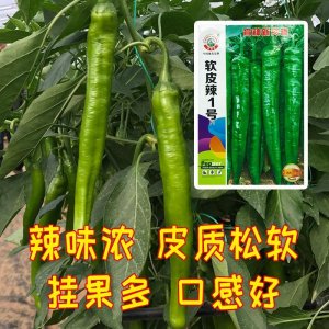 ​种植哪种辣椒产量最高_超优秀的辣椒品种