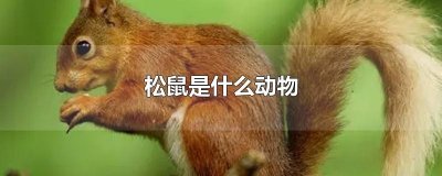 ​松鼠是什么动物