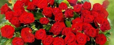 ​新买的盆栽玫瑰花咋养（盆栽玫瑰花的养殖方法）