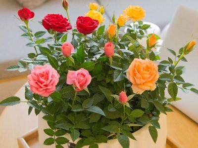 新买的盆栽玫瑰花咋养（盆栽玫瑰花的养殖方法）
