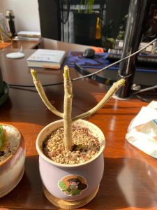 ​八千代怎么施肥